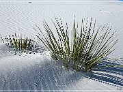 White Sands NP