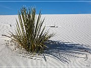 White Sands NP