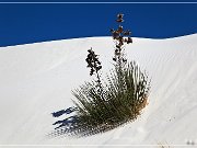 White Sands NP