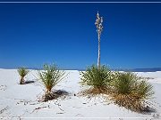 White Sands NP