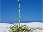 White Sands NP