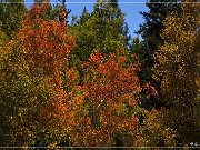 FR 206 - Fall Foliage