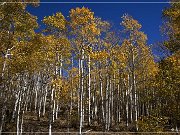 FR 206 - Fall Foliage