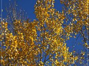 FR 206 - Fall Foliage