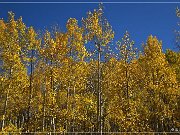 FR 206 - Fall Foliage