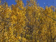 FR 206 - Fall Foliage
