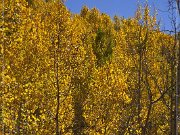 FR 206 - Fall Foliage
