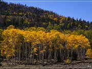 Cathedral Valley Rd - Fall Foliage