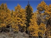 Cathedral Valley Rd - Fall Foliage