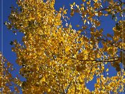 Cathedral Valley Rd - Fall Foliage