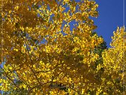 Cathedral Valley Rd - Fall Foliage