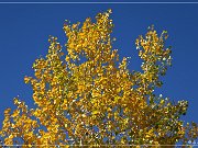 Cathedral Valley Rd - Fall Foliage