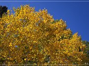 Cathedral Valley Rd - Fall Foliage