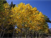 Cathedral Valley Rd - Fall Foliage