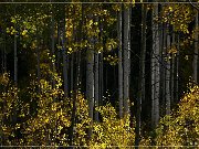 Alpine Loop