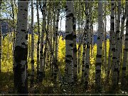 Alpine Loop