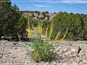 Cottonwood Wash Road