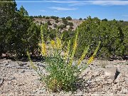 cottonwood_wash_road_09