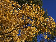 Fall Foliage 2010