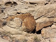 Vernal Concretions