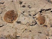 Vernal Concretions