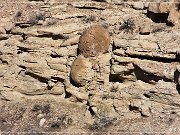 Vernal Concretions