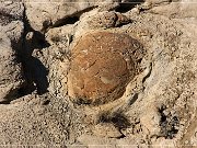 Vernal Concretions
