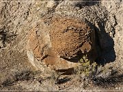 Vernal Concretions