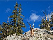Ancient Bristlecone Pine Forest