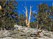 Ancient Bristlecone Pine Forest