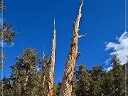Ancient Bristlecone Pine Forest