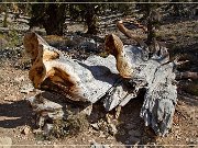 Ancient Bristlecone Pine Forest