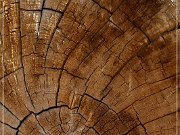 Ancient Bristlecone Pine Forest