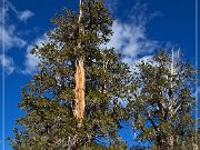 Ancient Bristlecone Pine Forest