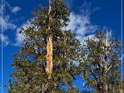 ancient_bristlecone_pine_forest_08