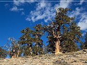 Ancient Bristlecone Pine Forest