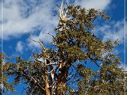 Ancient Bristlecone Pine Forest