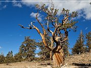Ancient Bristlecone Pine Forest