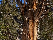 Ancient Bristlecone Pine Forest
