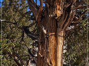 ancient_bristlecone_pine_forest_12