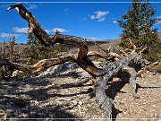 Ancient Bristlecone Pine Forest