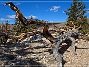 ancient_bristlecone_pine_forest_13