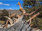 Ancient Bristlecone Pine Forest