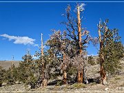 Ancient Bristlecone Pine Forest
