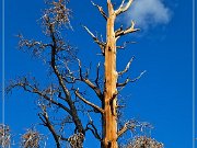 Ancient Bristlecone Pine Forest