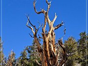 Ancient Bristlecone Pine Forest