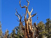 ancient_bristlecone_pine_forest_17