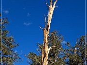 Ancient Bristlecone Pine Forest