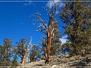 Ancient Bristlecone Pine Forest