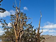Ancient Bristlecone Pine Forest